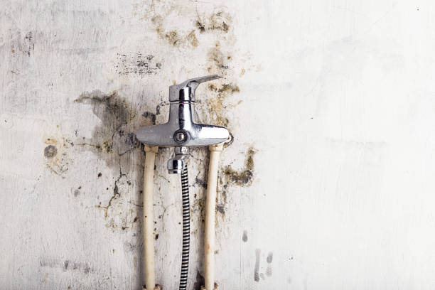 Best Home Mold Removal  in Lindstrom, MN