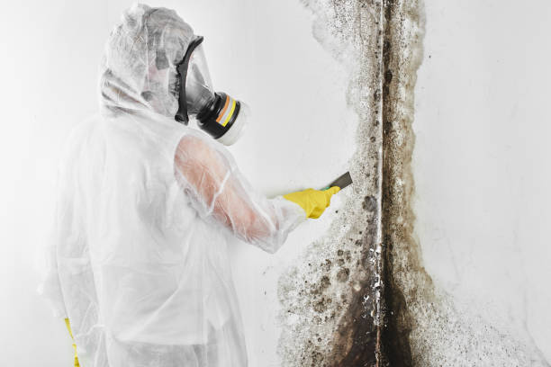 Best Crawl Space Mold Removal  in Lindstrom, MN