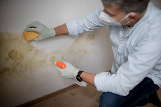 Best Mold Cleaning Services  in Lindstrom, MN