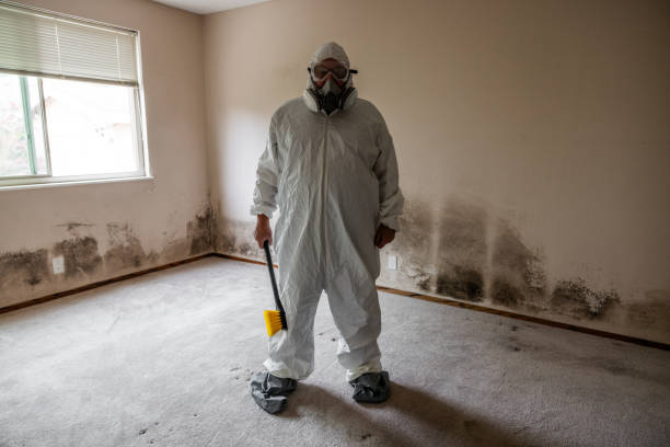 Best Attic Mold Removal  in Lindstrom, MN