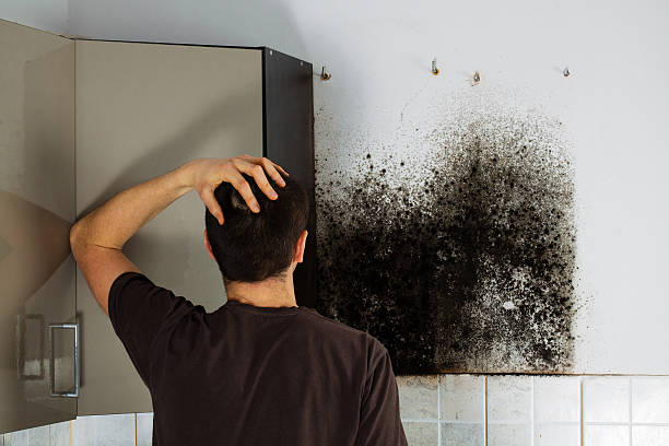 Best Professional Mold Removal  in Lindstrom, MN