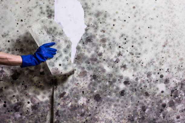 Best Toxic Mold Removal  in Lindstrom, MN